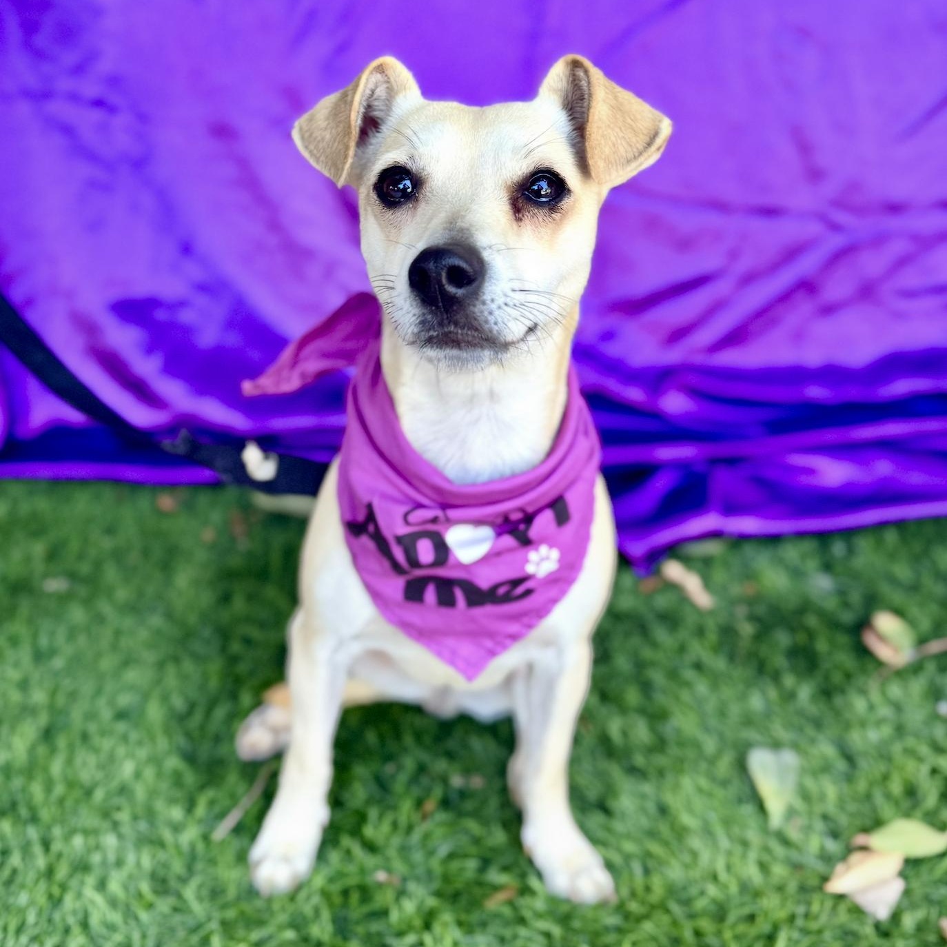 IZZY, a Adoptable mixed breed in Rowland Heights, CA image 3/6