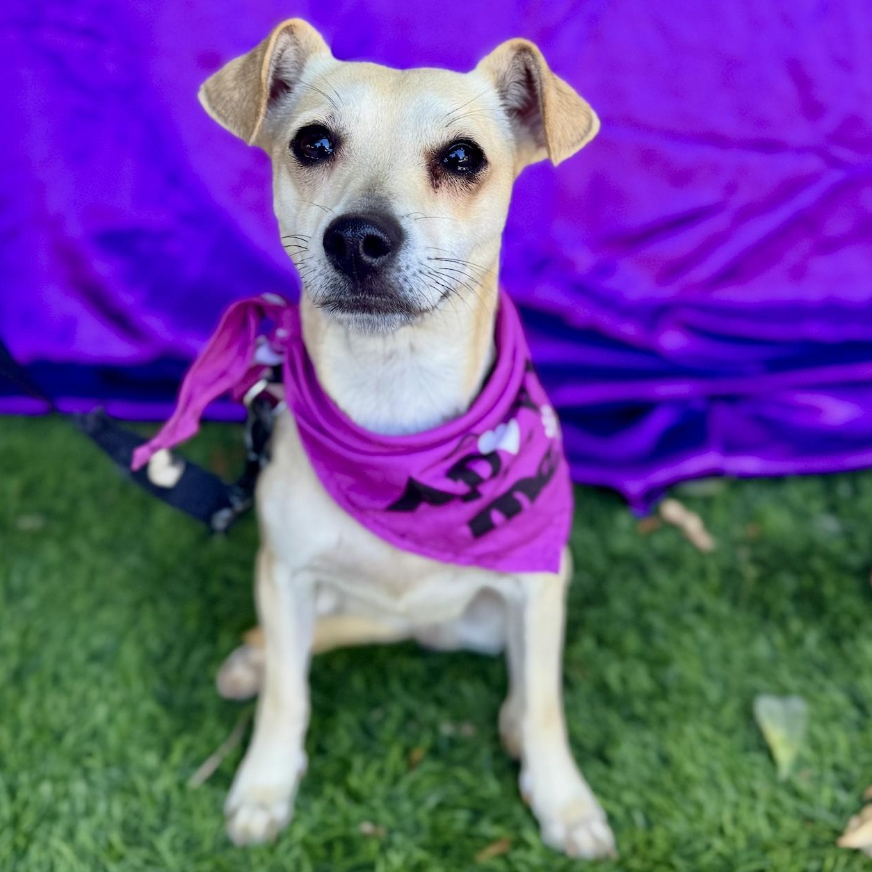 IZZY, a Adoptable mixed breed in Rowland Heights, CA image 4/6