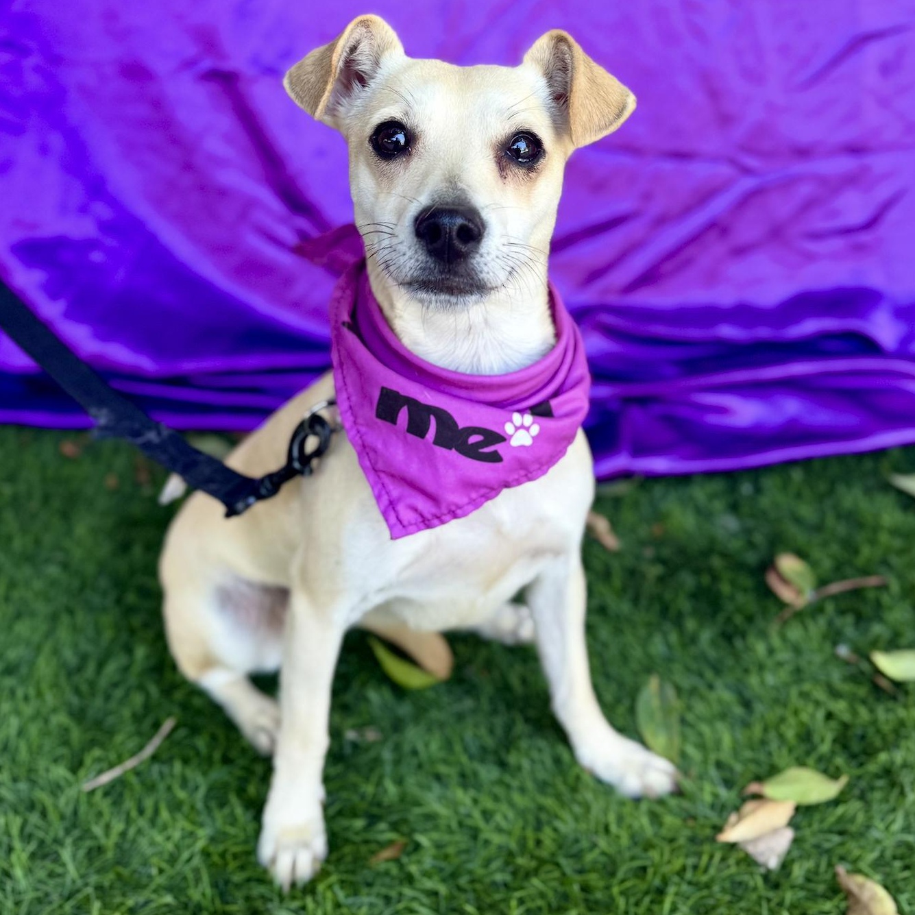 IZZY, a Adoptable mixed breed in Rowland Heights, CA image 5/6
