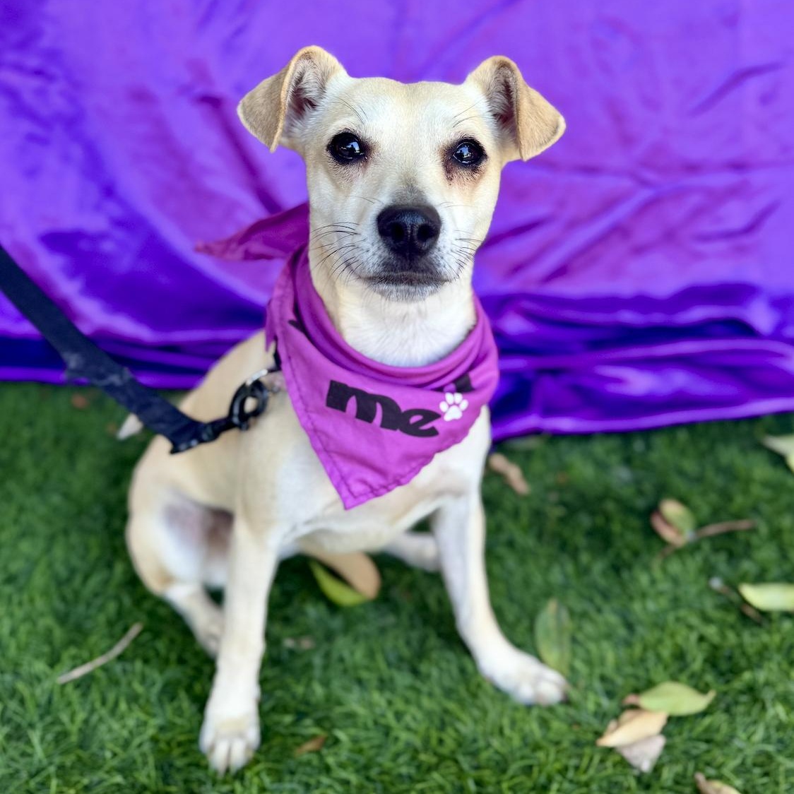 IZZY, a Adoptable mixed breed in Rowland Heights, CA image 6/6