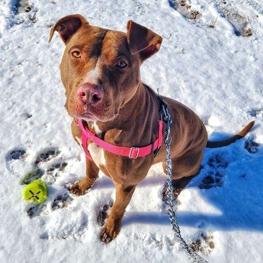 Enlarge Hope, a Adoptable mixed breed in Fort Mill, SC image 1/6