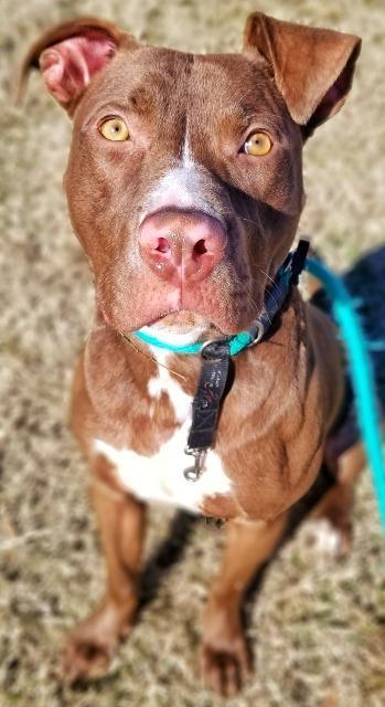 Hope, Adoptable, Senior Female Mixed Breed & Terrier.