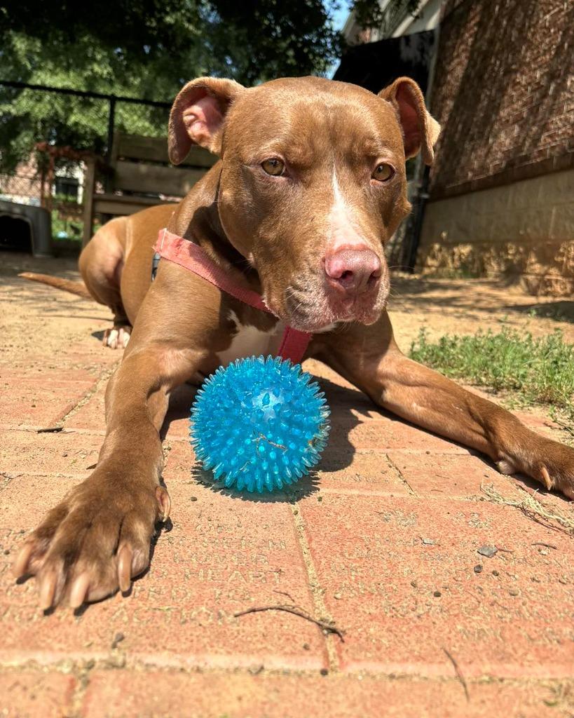 Enlarge Hope, a Adoptable mixed breed in Fort Mill, SC image 3/6