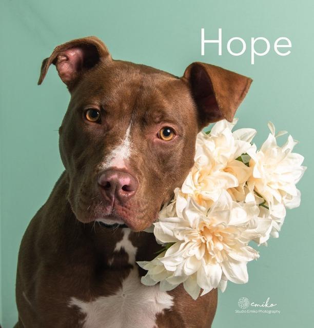Enlarge Hope, a Adoptable mixed breed in Fort Mill, SC image 5/6