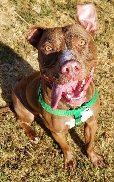 Enlarge Hope, a Adoptable mixed breed in Fort Mill, SC image 6/6