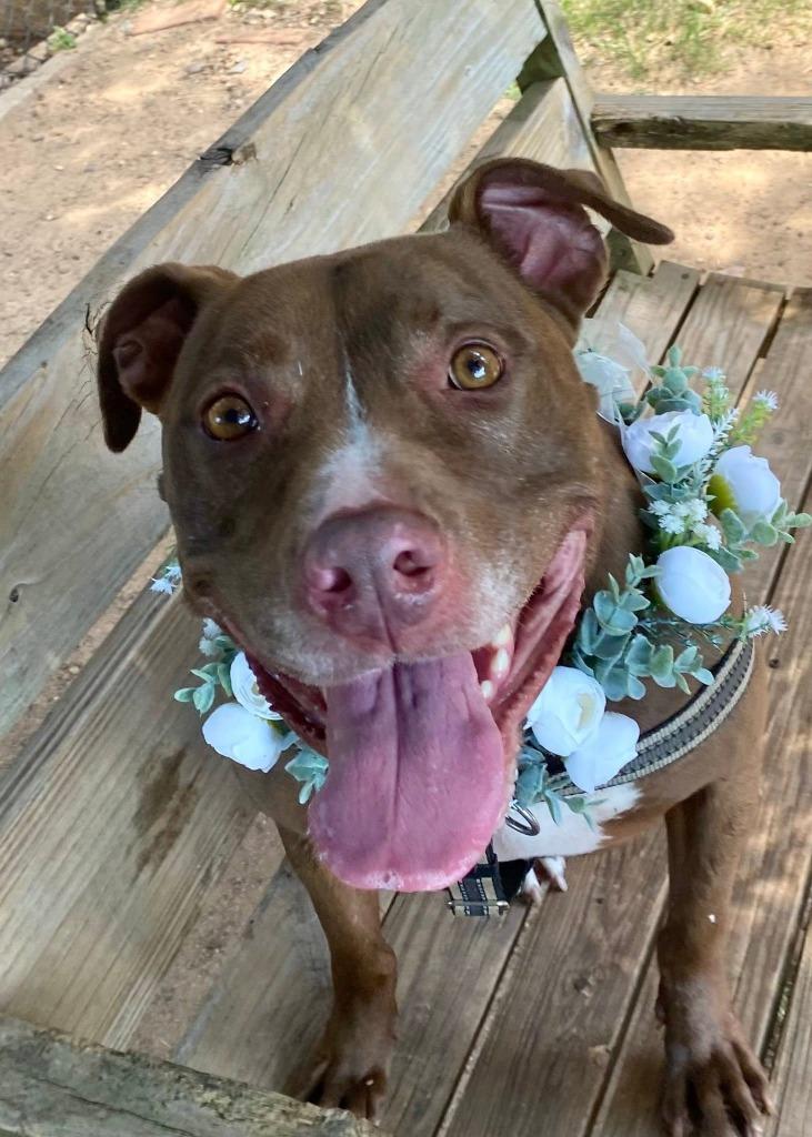 Hope, a Adoptable mixed breed in Fort Mill, SC image 6/6