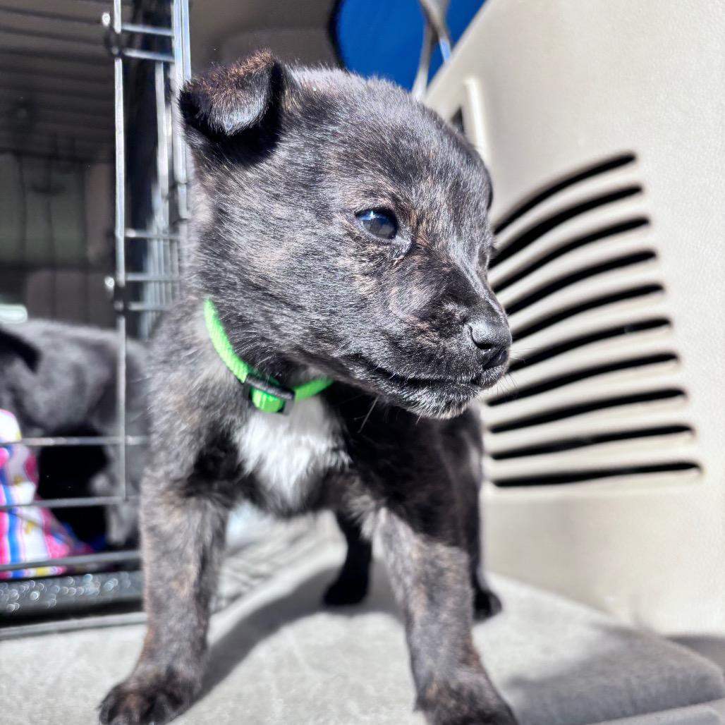 Pauly- Lime green collar, Adoptable, Puppy Male Mixed Breed.
