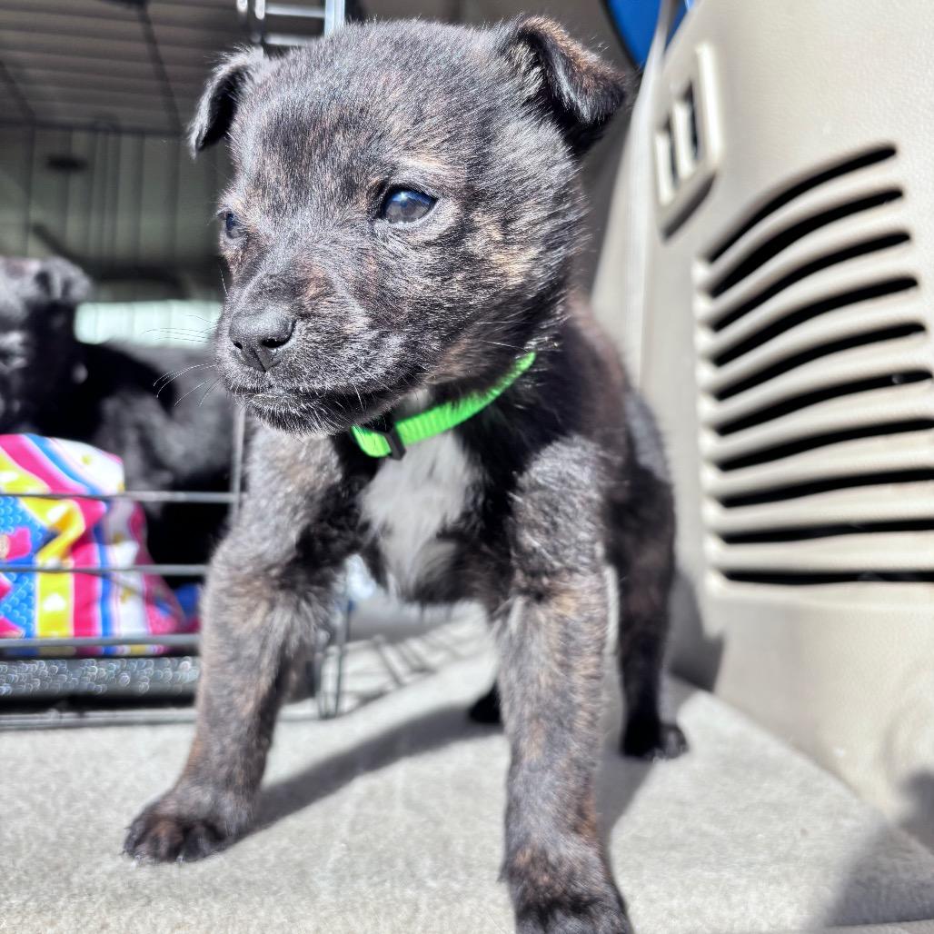 Pauly- Lime green collar, a Adoptable Mixed Breed in Bismarck, ND image 2/3