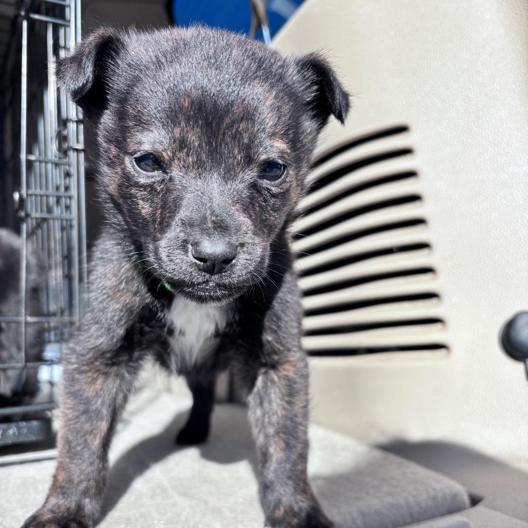 Pauly- Lime green collar, a Adoptable Mixed Breed in Bismarck, ND image 3/3
