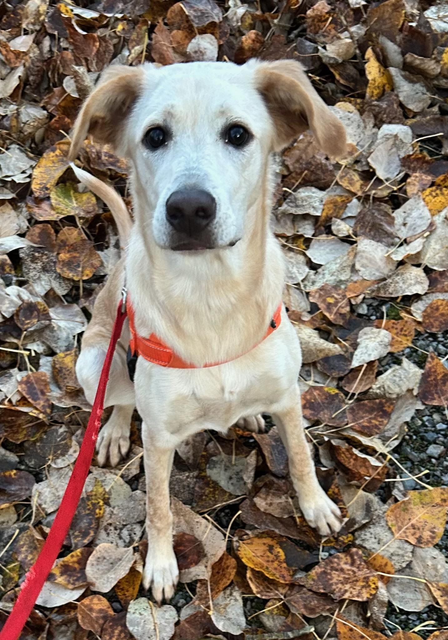 Enlarge Megan, a Adoptable mixed breed in Kellogg, ID image 1/4
