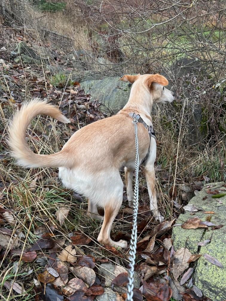 Megan, Adoptable, Young Female Retriever.