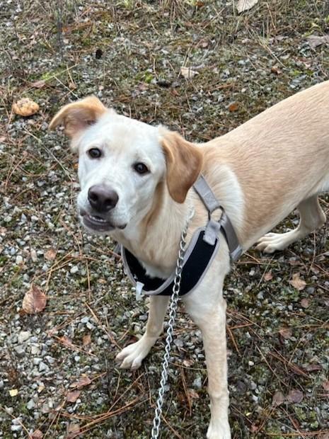 Enlarge Megan, a Adoptable mixed breed in Kellogg, ID image 3/4