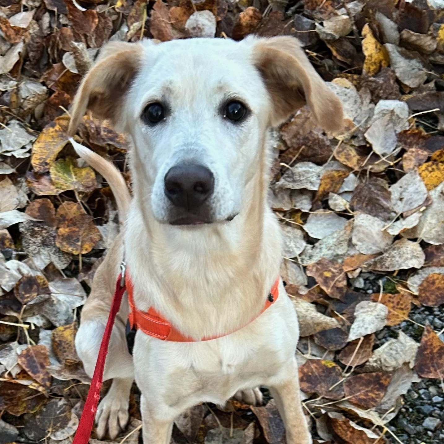 Enlarge Megan, a Adoptable mixed breed in Kellogg, ID image 4/4