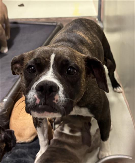 Daisy -- LONGTIME RESIDENT!, adopted, Adult Female Pit Bull Terrier.