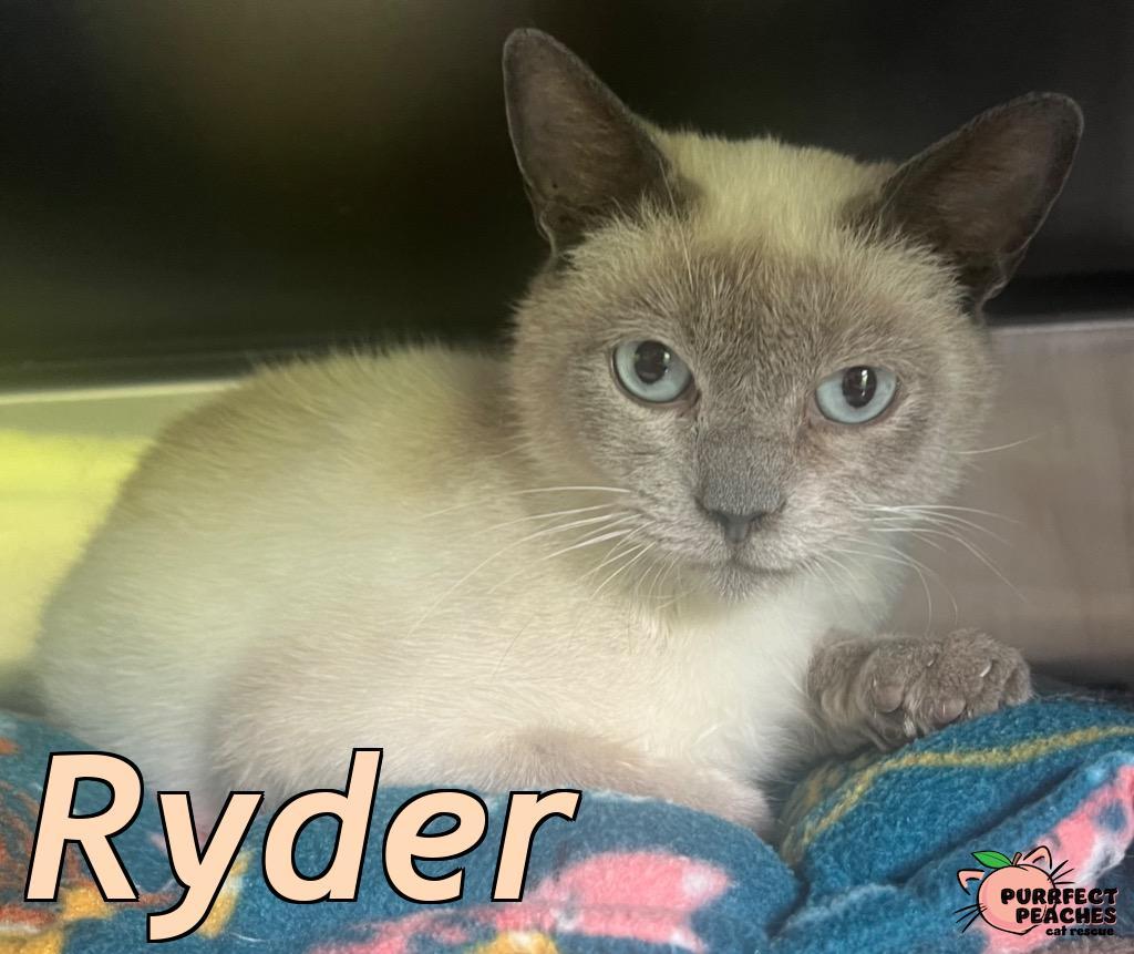 Enlarge Ryder, a Adoptable mixed breed in Douglasville, GA image 1/3