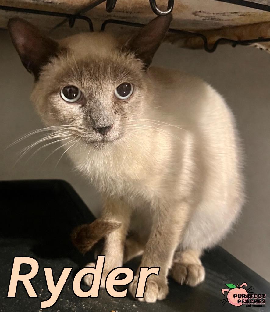 Enlarge Ryder, a Adoptable mixed breed in Douglasville, GA image 2/3