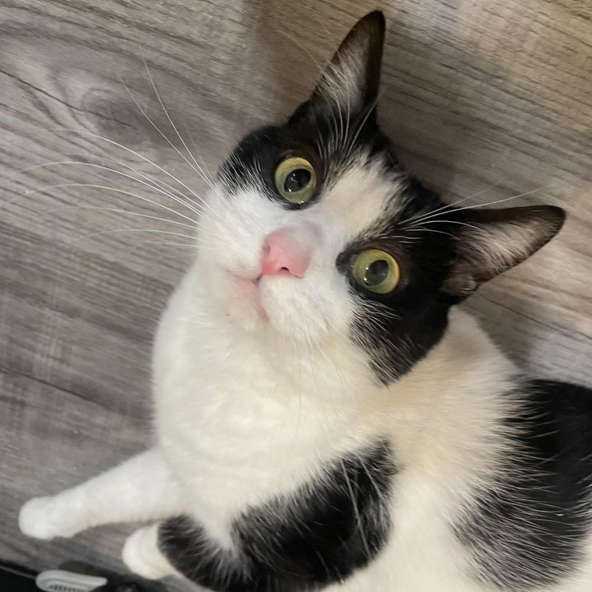 Maggie, a ADOPTABLE Domestic Short Hair in Philadelphia, PA image 5/5