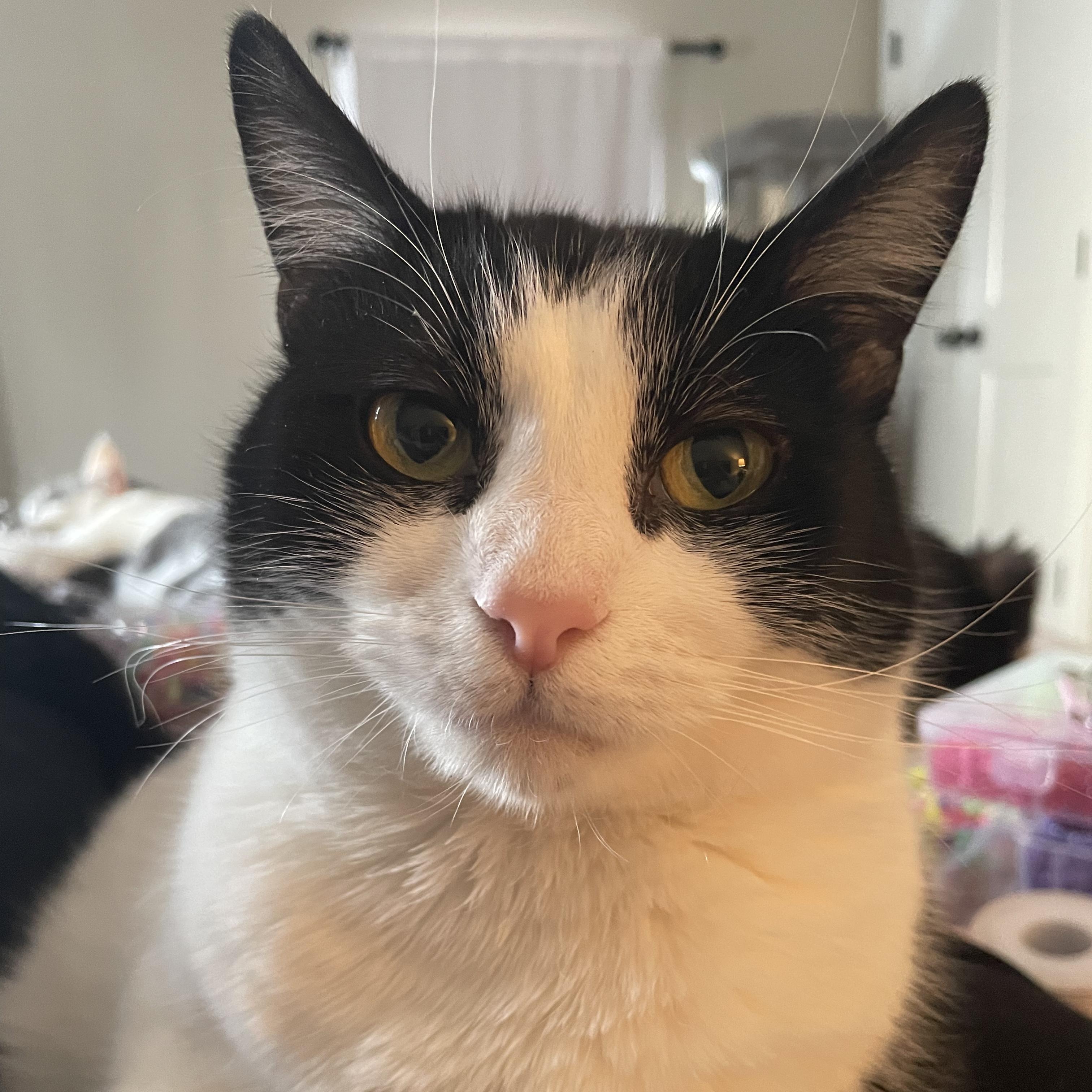 Maggie, a ADOPTABLE Domestic Short Hair in Philadelphia, PA image 4/5