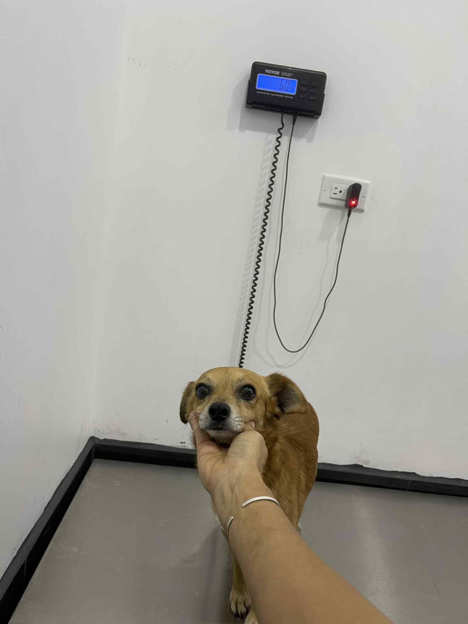 Troy, Adopted, Adult Male Chihuahua & Dachshund.