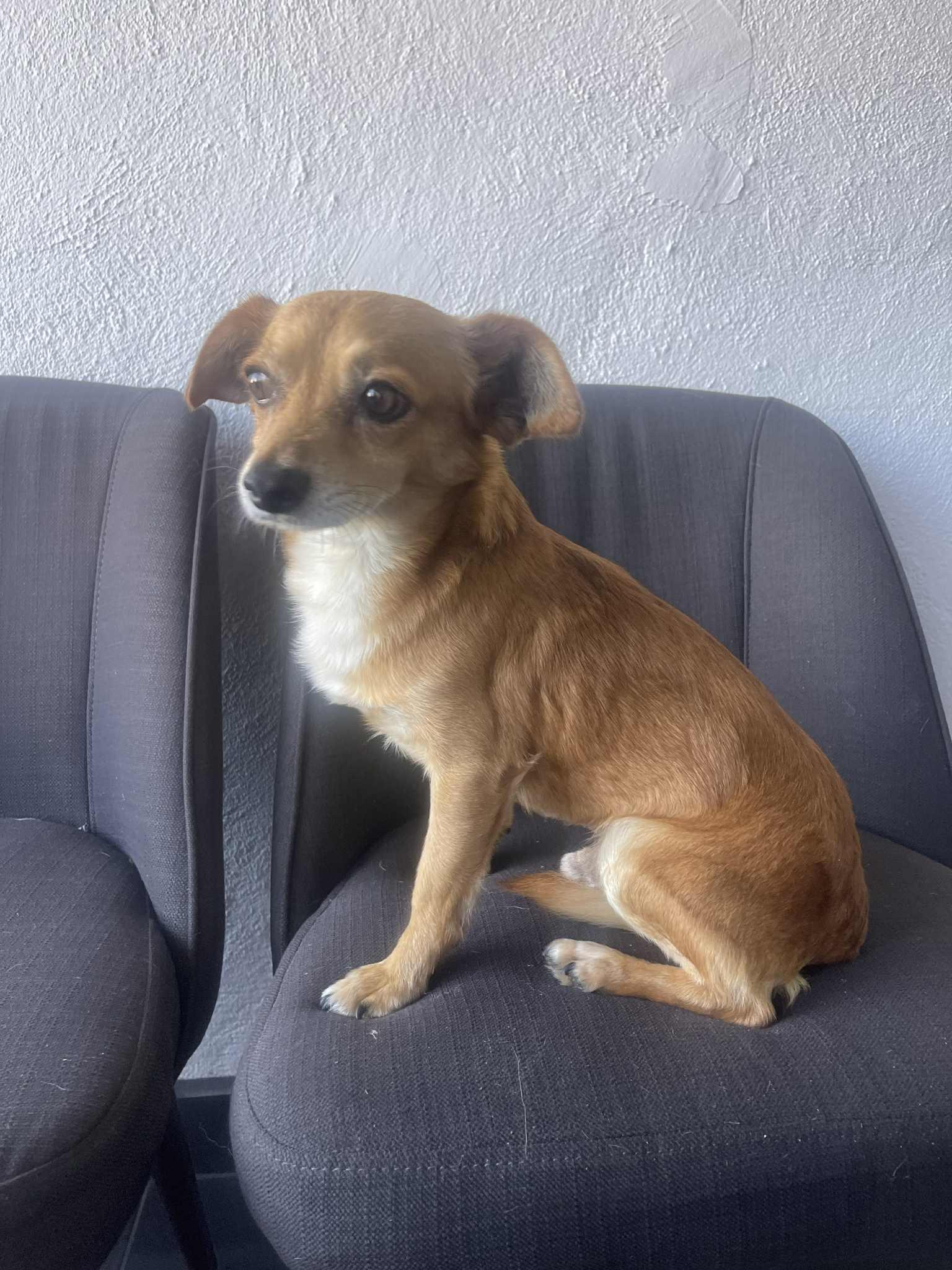 Enlarge Troy, a Adopted mixed breed in Escondido, CA image 2/3