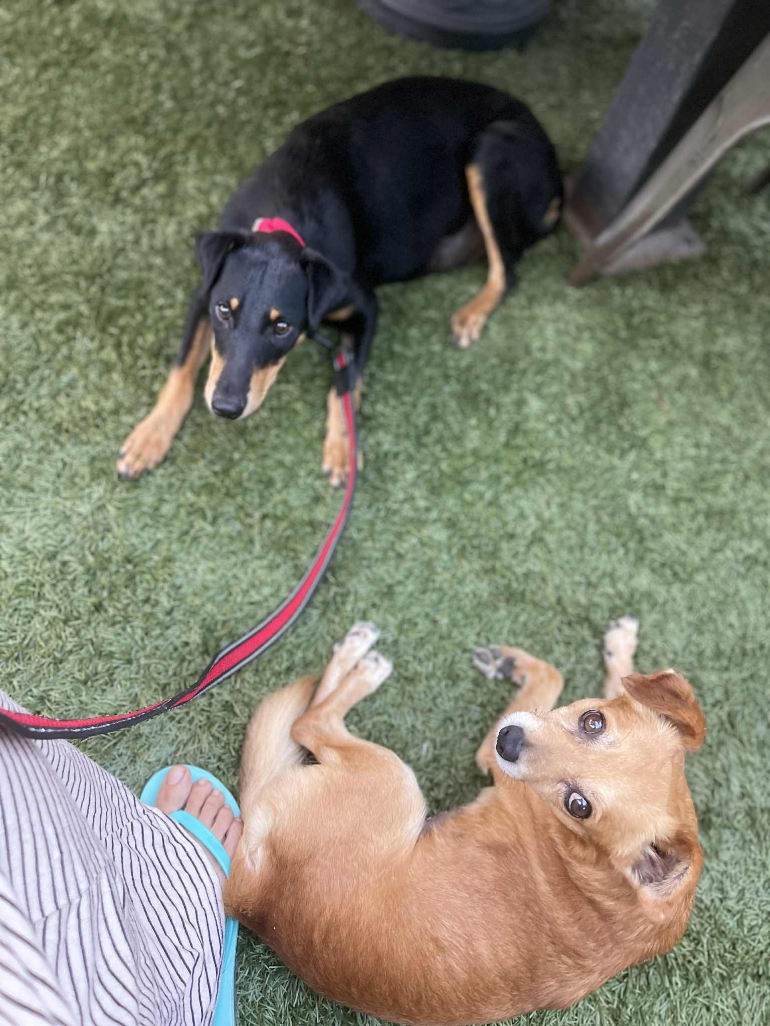 Enlarge Troy, a Adopted mixed breed in Escondido, CA image 3/3