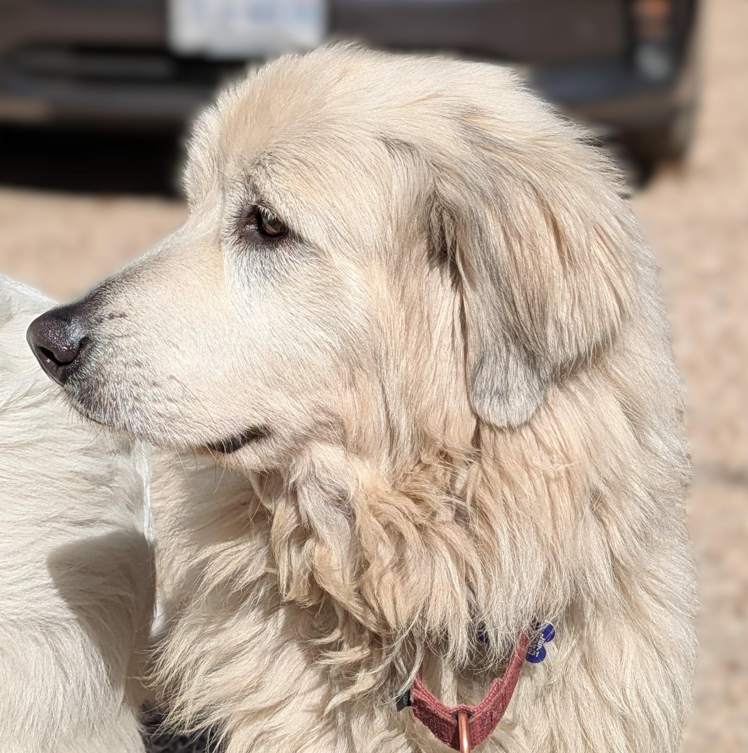 Gracie photo 4