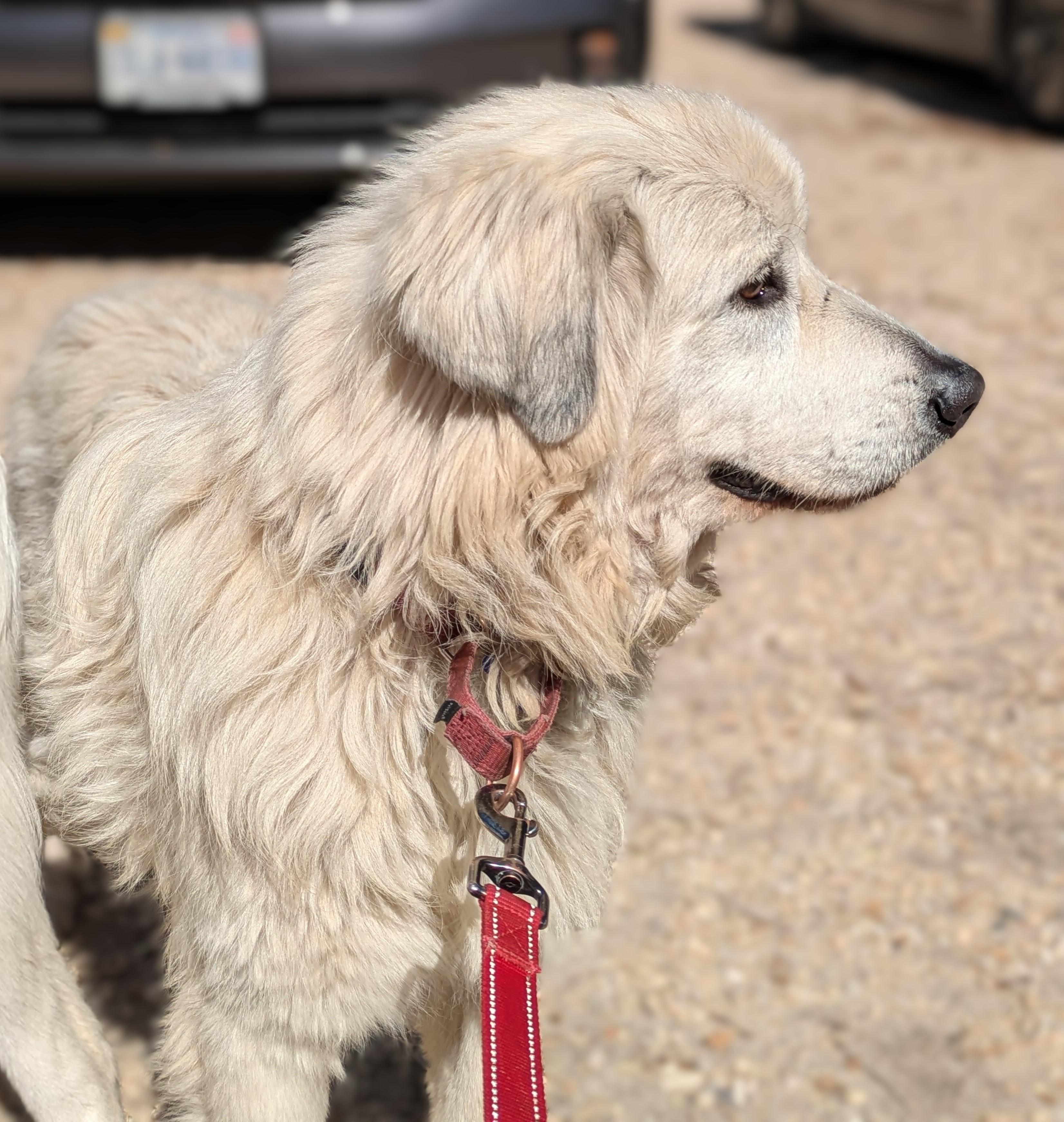 Gracie, a Adoptable mixed breed in Richmond, VA image 3/4