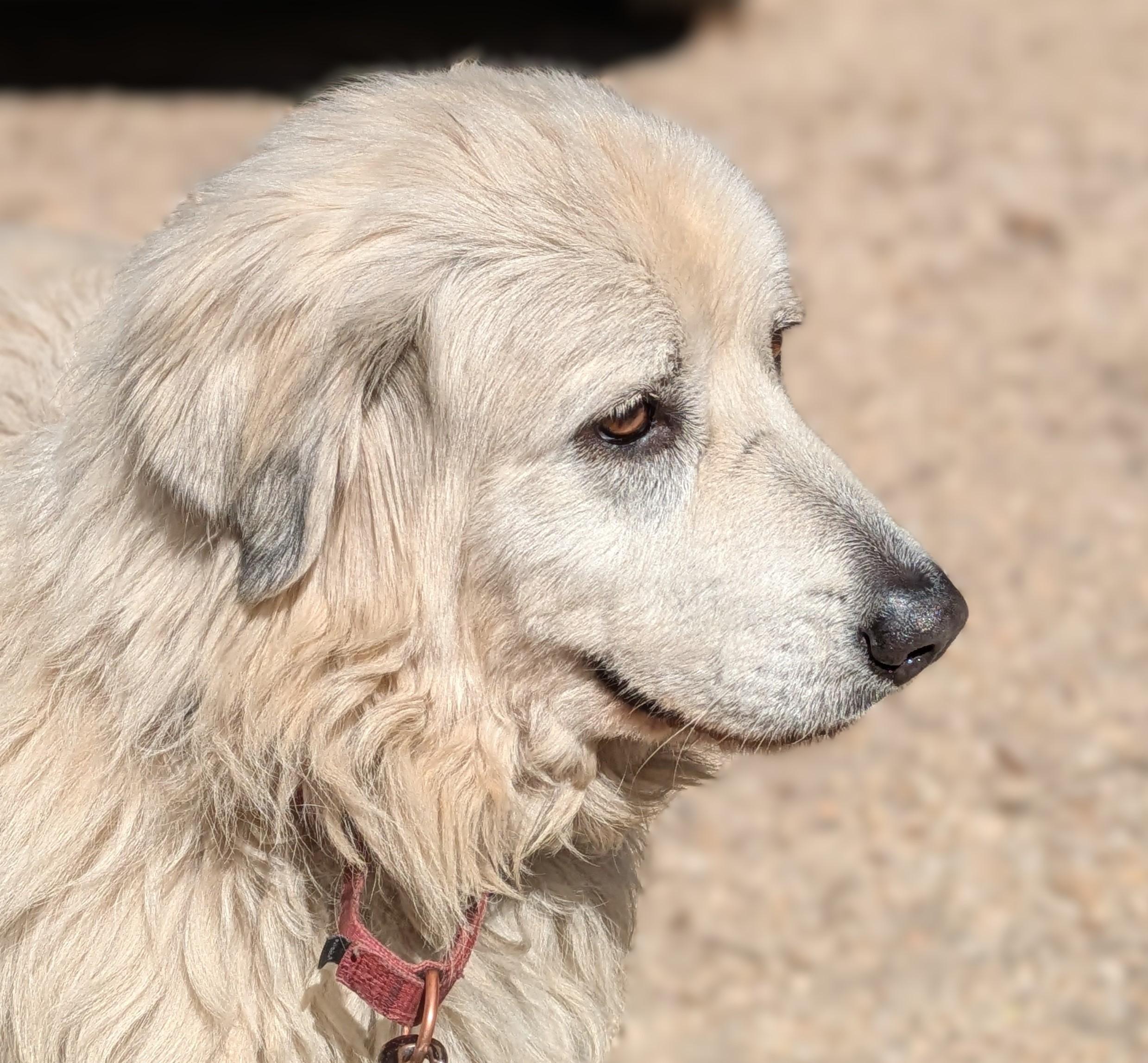 Gracie, a Adoptable mixed breed in Richmond, VA image 4/4