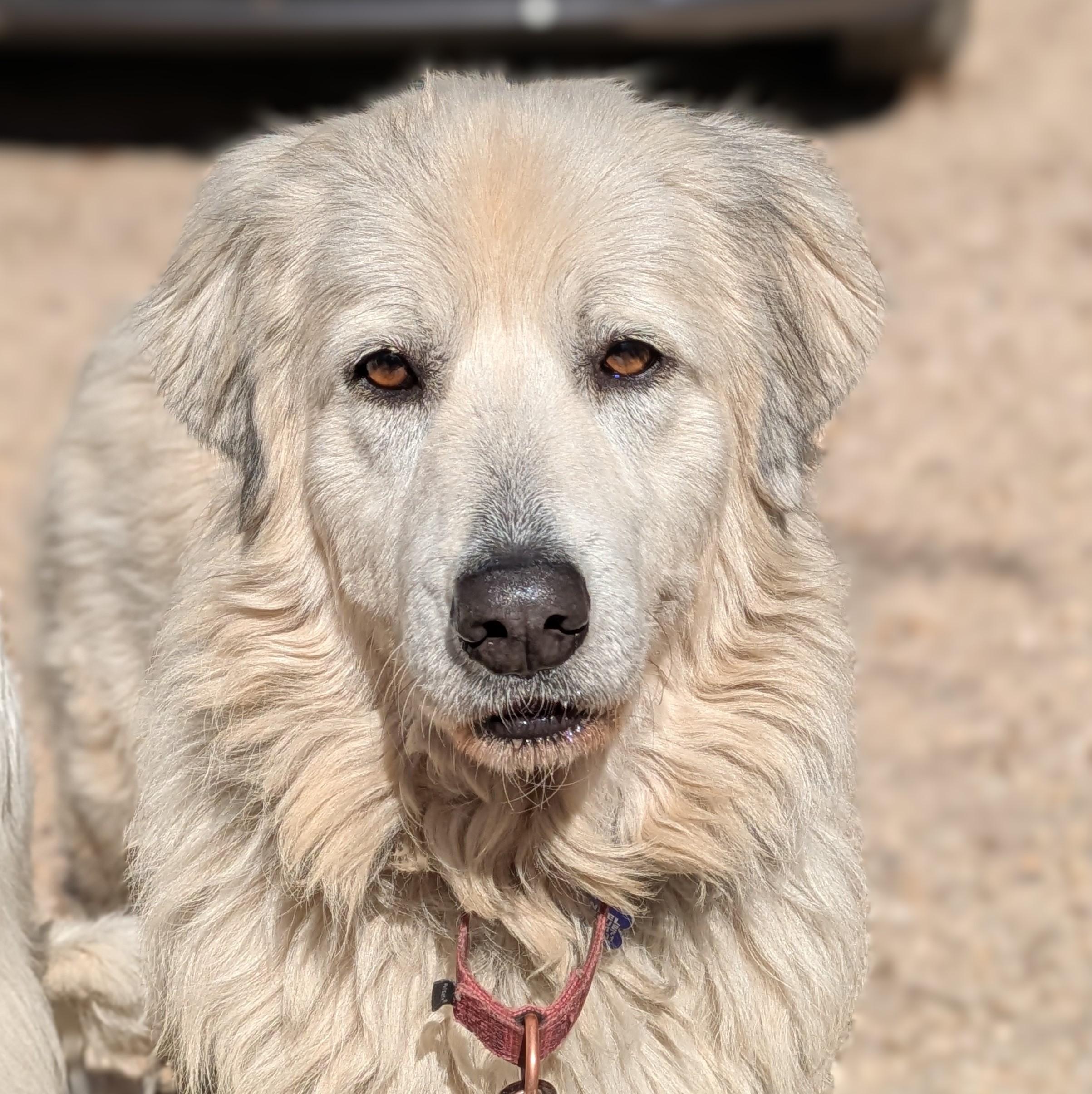 Gracie, Adult Female unknown