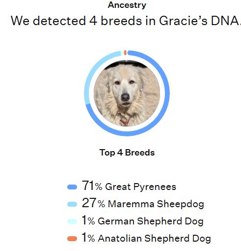 Enlarge Gracie, a Adoptable mixed breed in Richmond, VA image 5/5