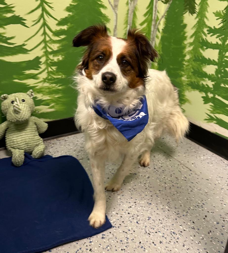 Cookie, Adoptable, Adult Female Australian Shepherd.