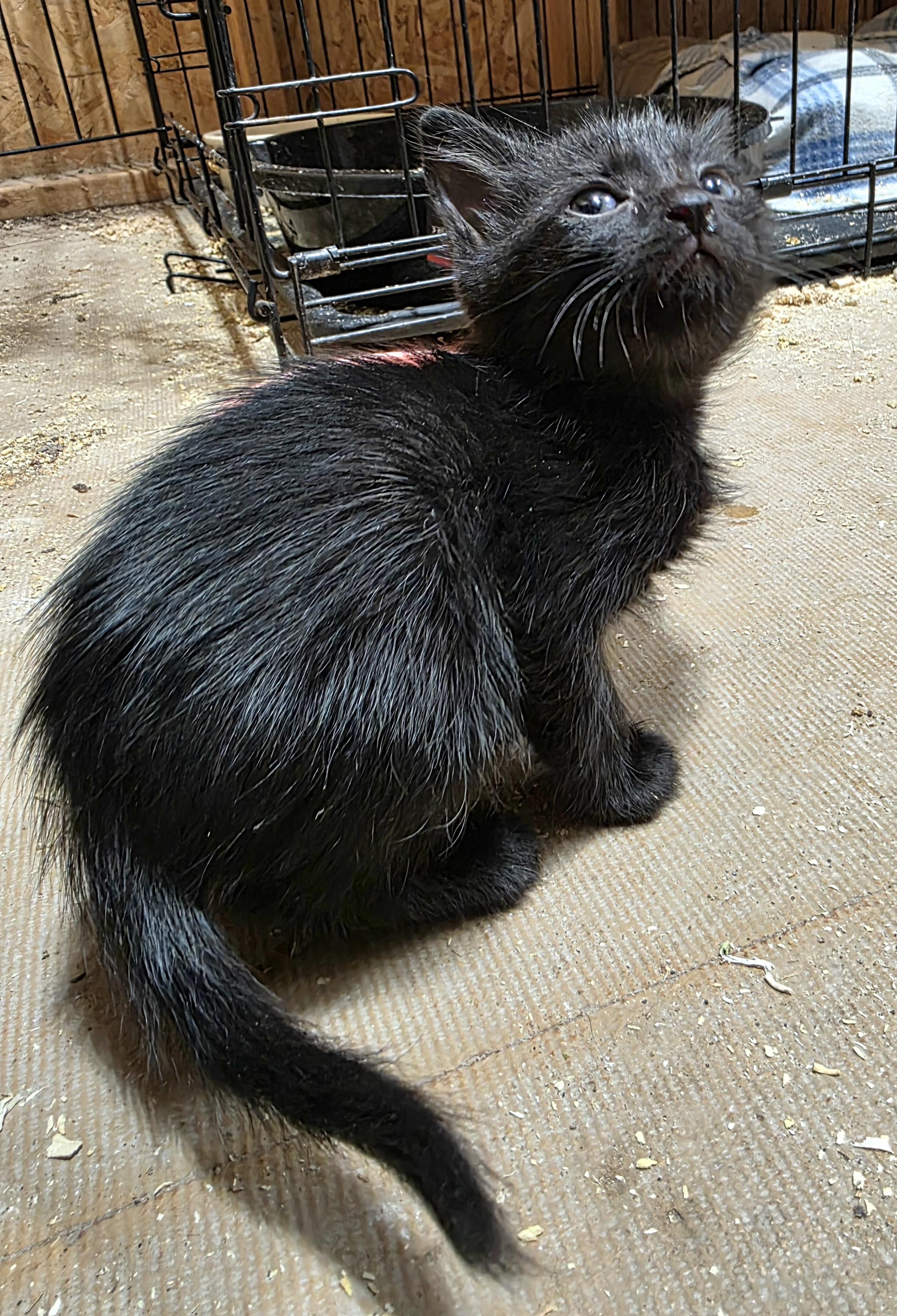 Fox photo