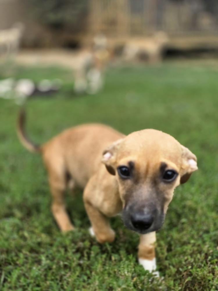 4 China copy #1, Adopted, Puppy Female Jack Russell Terrier & Chihuahua.