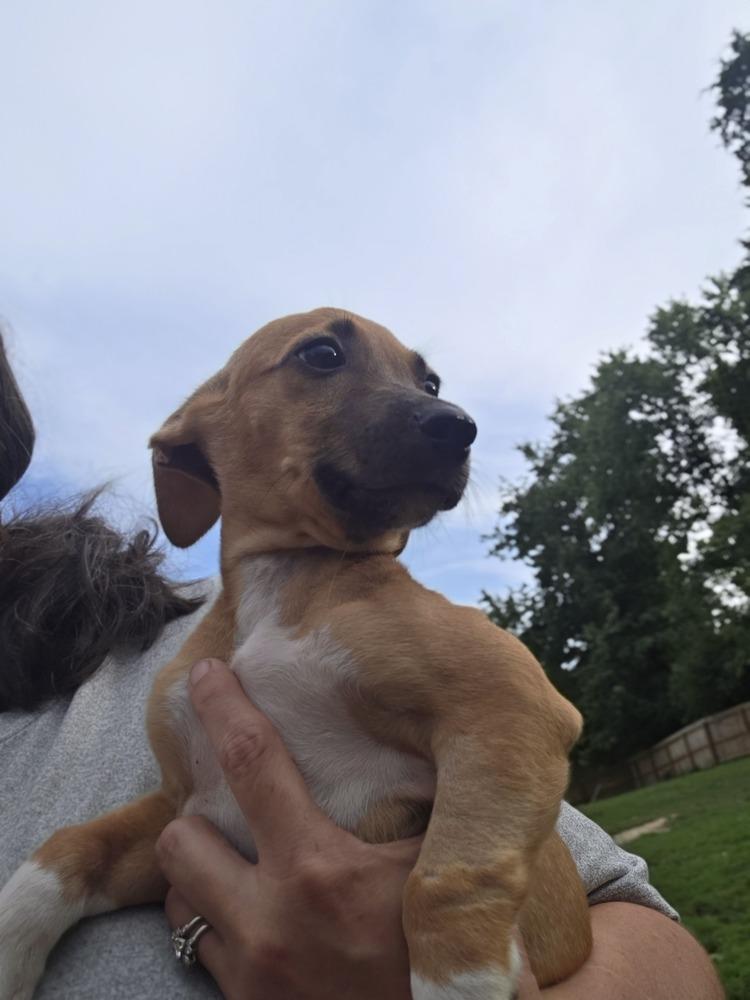 Enlarge 4 China copy #1, a Adopted mixed breed in Aurora, IN image 2/6