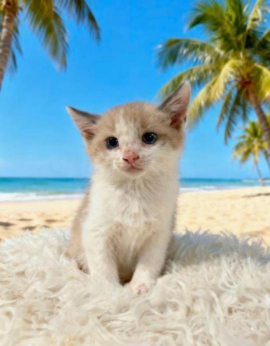 Jasmine, Adoptable, Kitten Female Domestic Short Hair & Siamese.