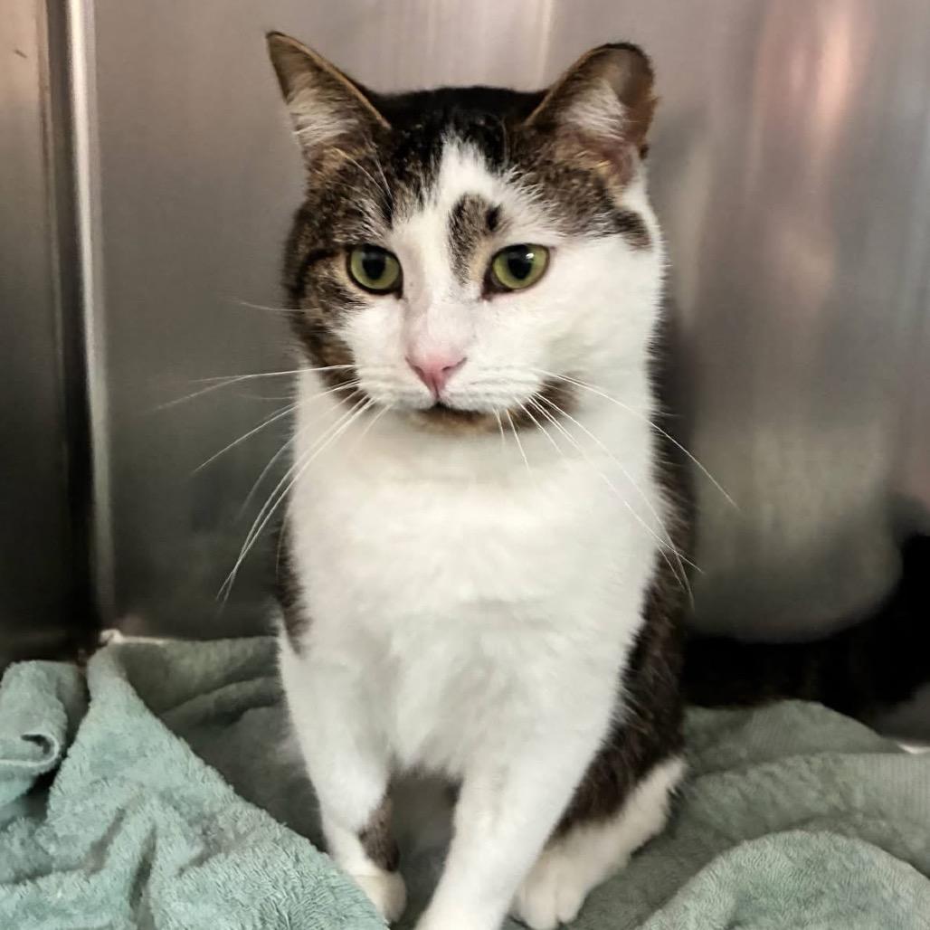 Enlarge Thomas, a Adoptable Tabby in Richland, MI image 4/4