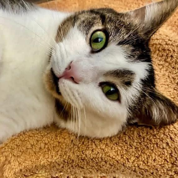 Enlarge Thomas, a Adoptable Tabby in Richland, MI image 1/4