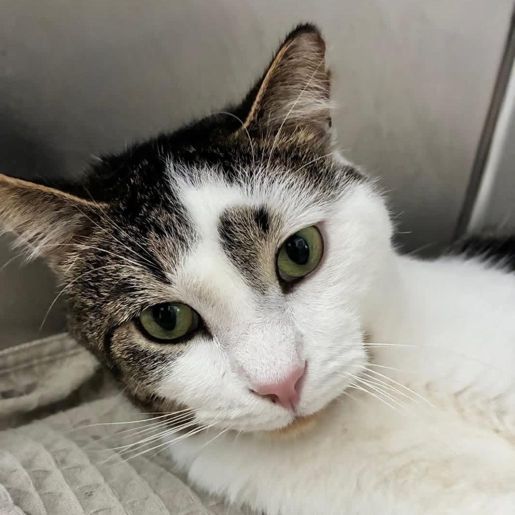 Enlarge Thomas, a Adoptable Tabby in Richland, MI image 2/4