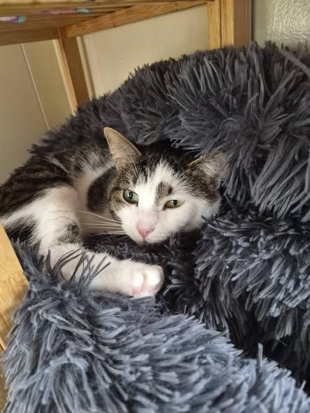 Enlarge Thomas, a Adoptable Tabby in Richland, MI image 3/4