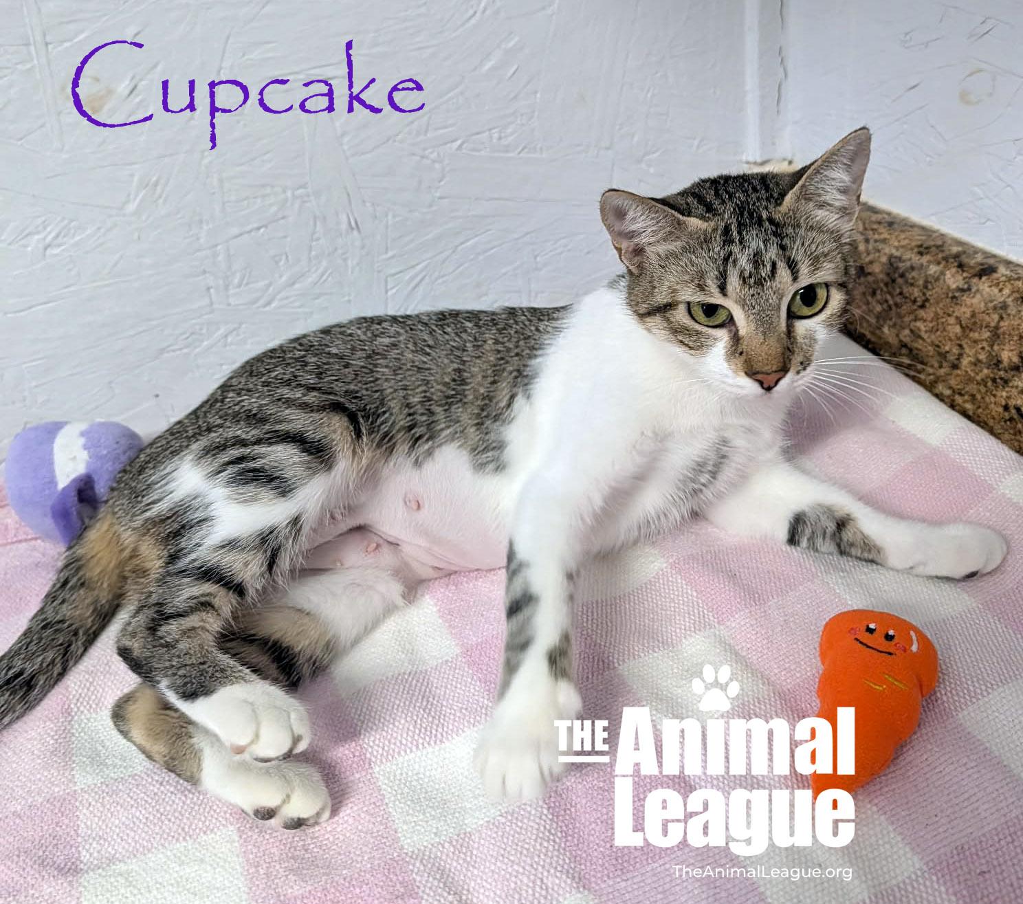 Cupcake, a ADOPTABLE Domestic Short Hair in Groveland, FL image 3/6