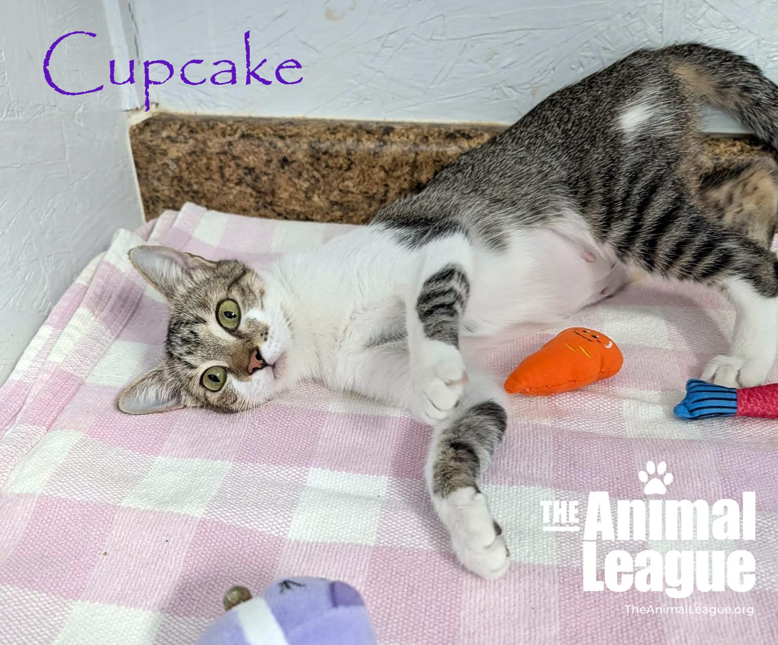 Cupcake, a ADOPTABLE Domestic Short Hair in Groveland, FL image 2/6