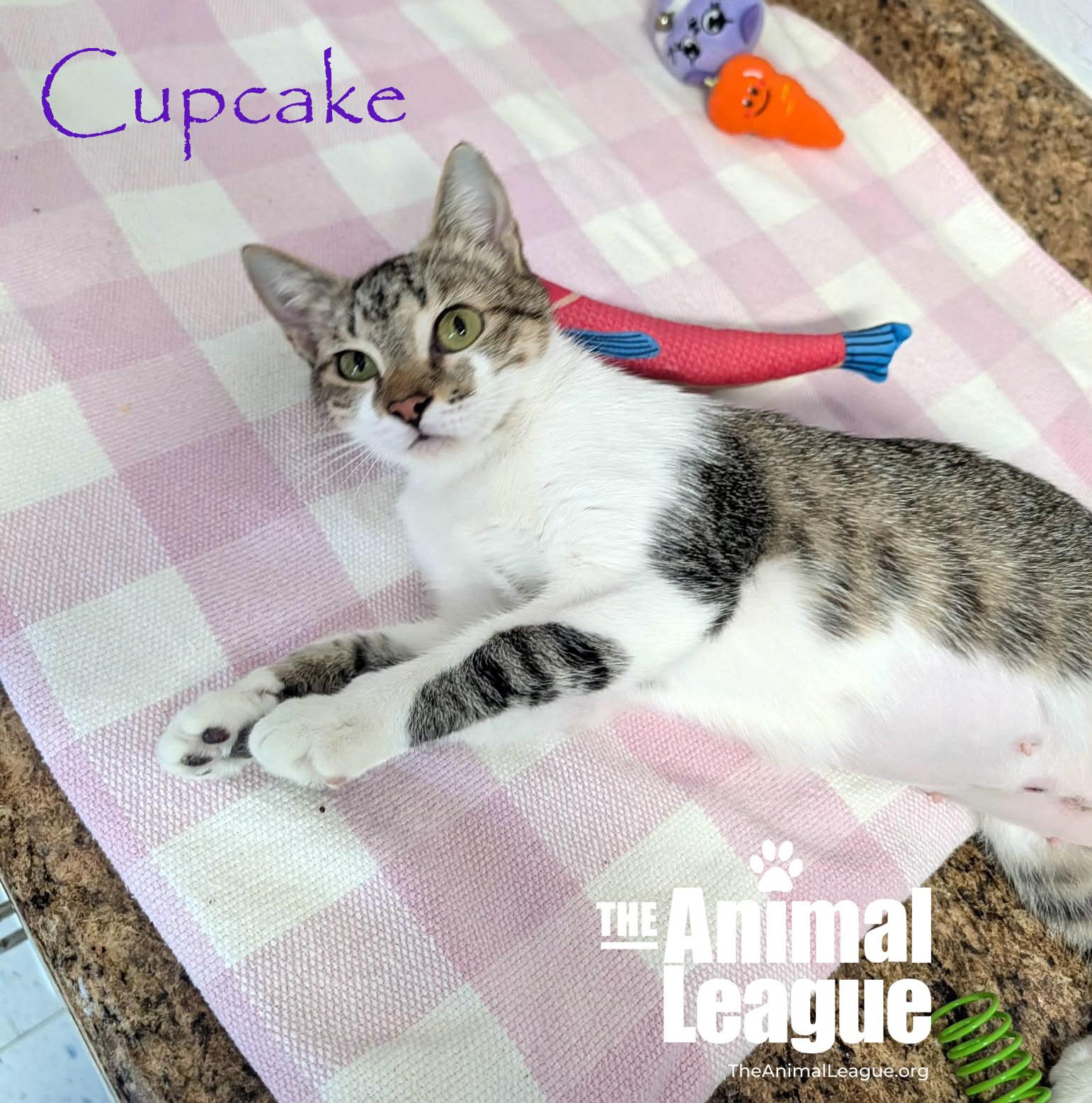 Cupcake, ADOPTABLE, Adult Female Domestic Short Hair.
