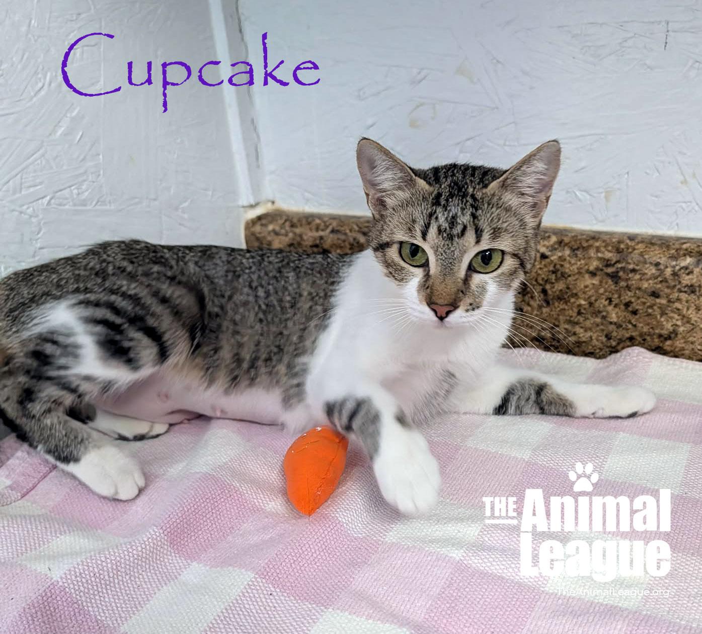 Cupcake, a ADOPTABLE Domestic Short Hair in Groveland, FL image 6/6
