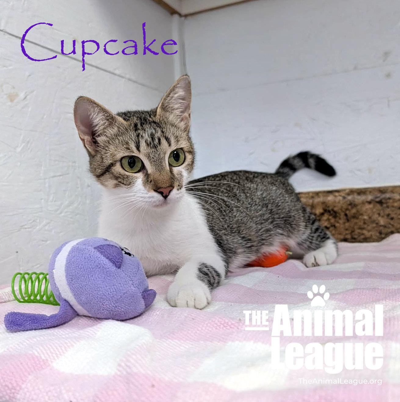 Cupcake, a ADOPTABLE Domestic Short Hair in Groveland, FL image 4/6