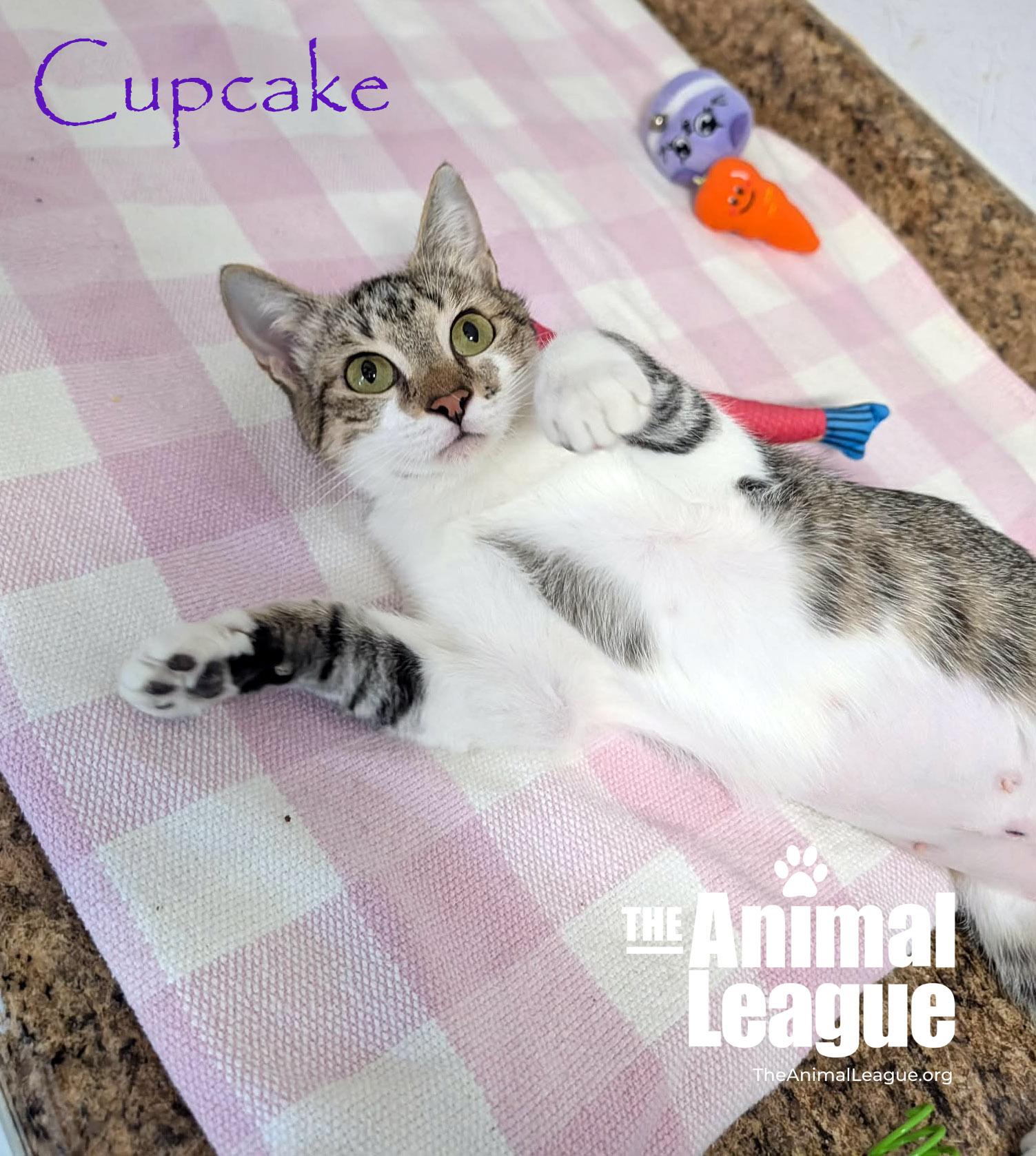 Cupcake, a ADOPTABLE Domestic Short Hair in Groveland, FL image 5/6