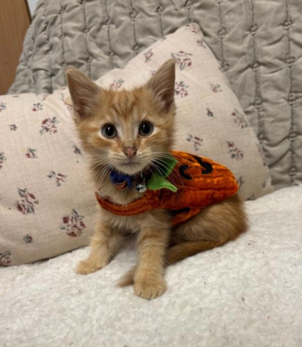 Enlarge CANDY CORN, a Adopted Tabby in Carroll, OH image 1/1