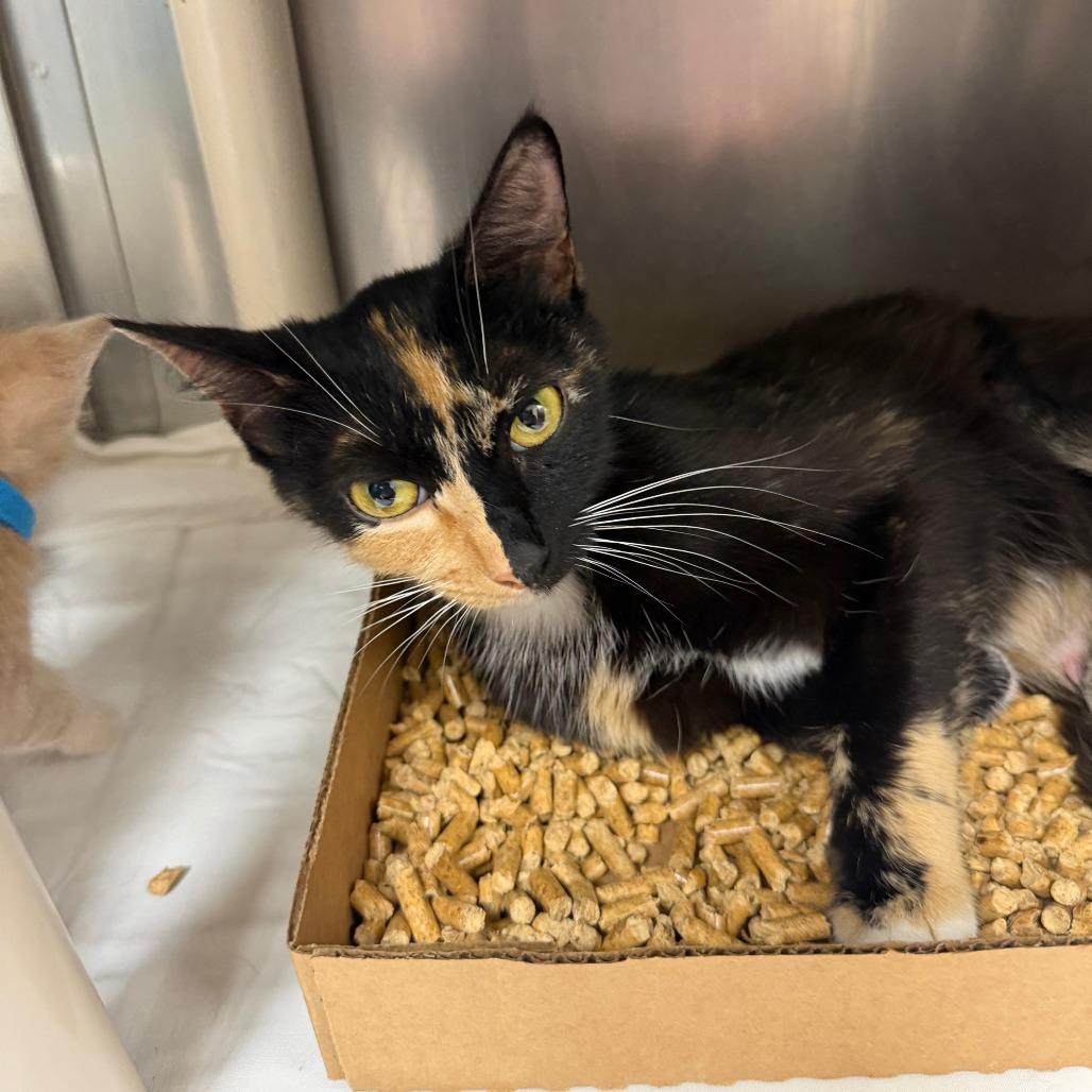 Enlarge Ken, a Adoptable Domestic Short Hair in Donalsonville, GA image 1/2