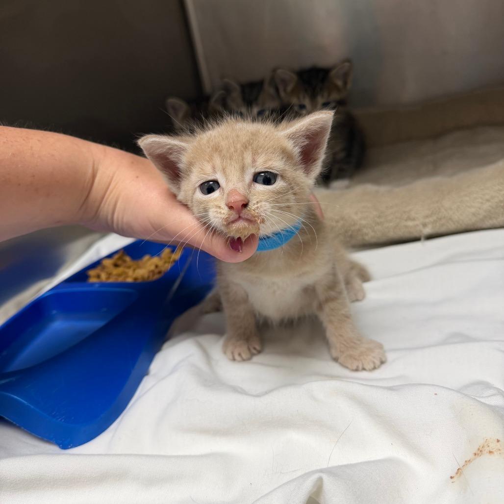 Enlarge Ken, a Adoptable Domestic Short Hair in Donalsonville, GA image 2/2