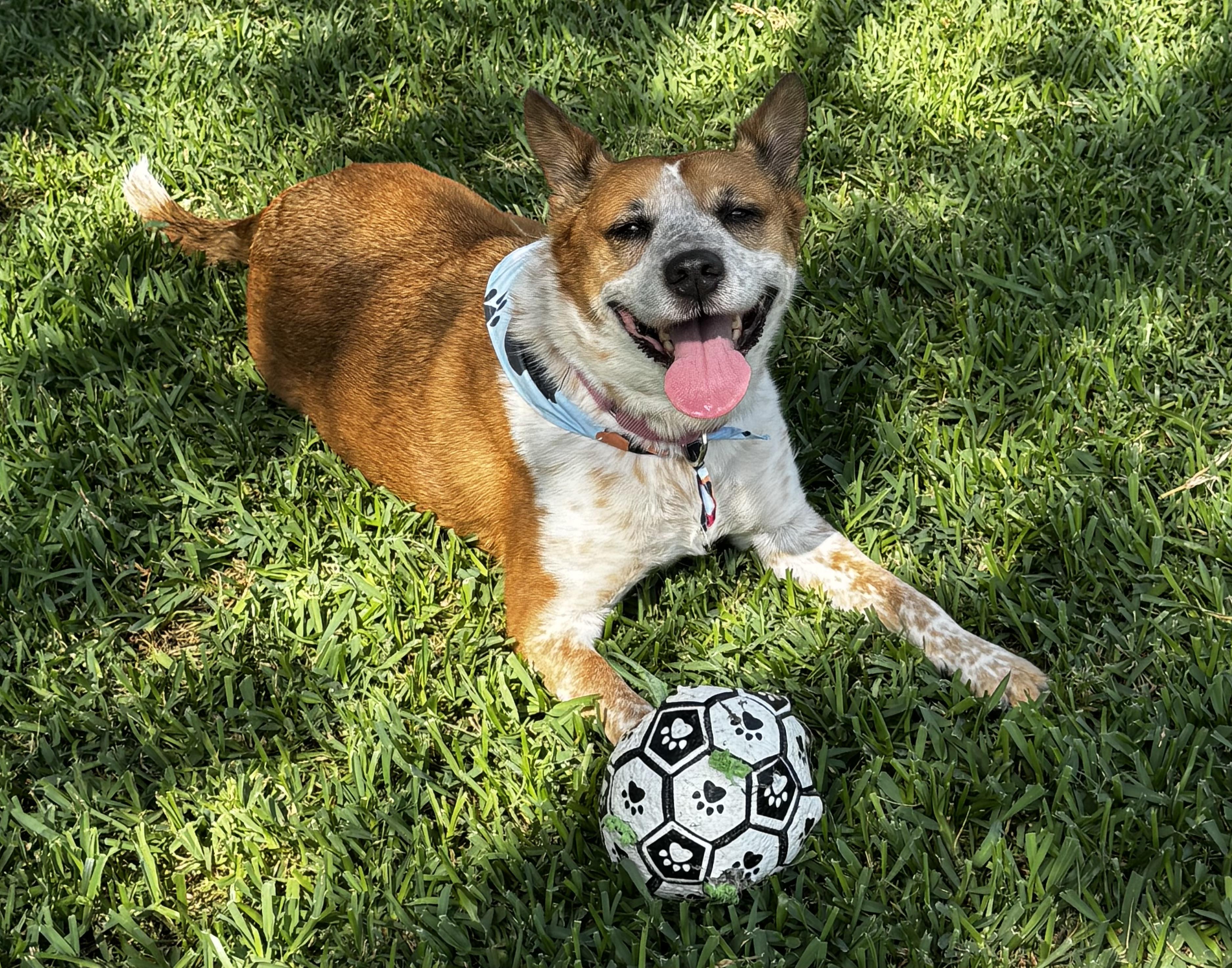 Enlarge Kipper, a Adoptable mixed breed in Athens, TX image 3/6