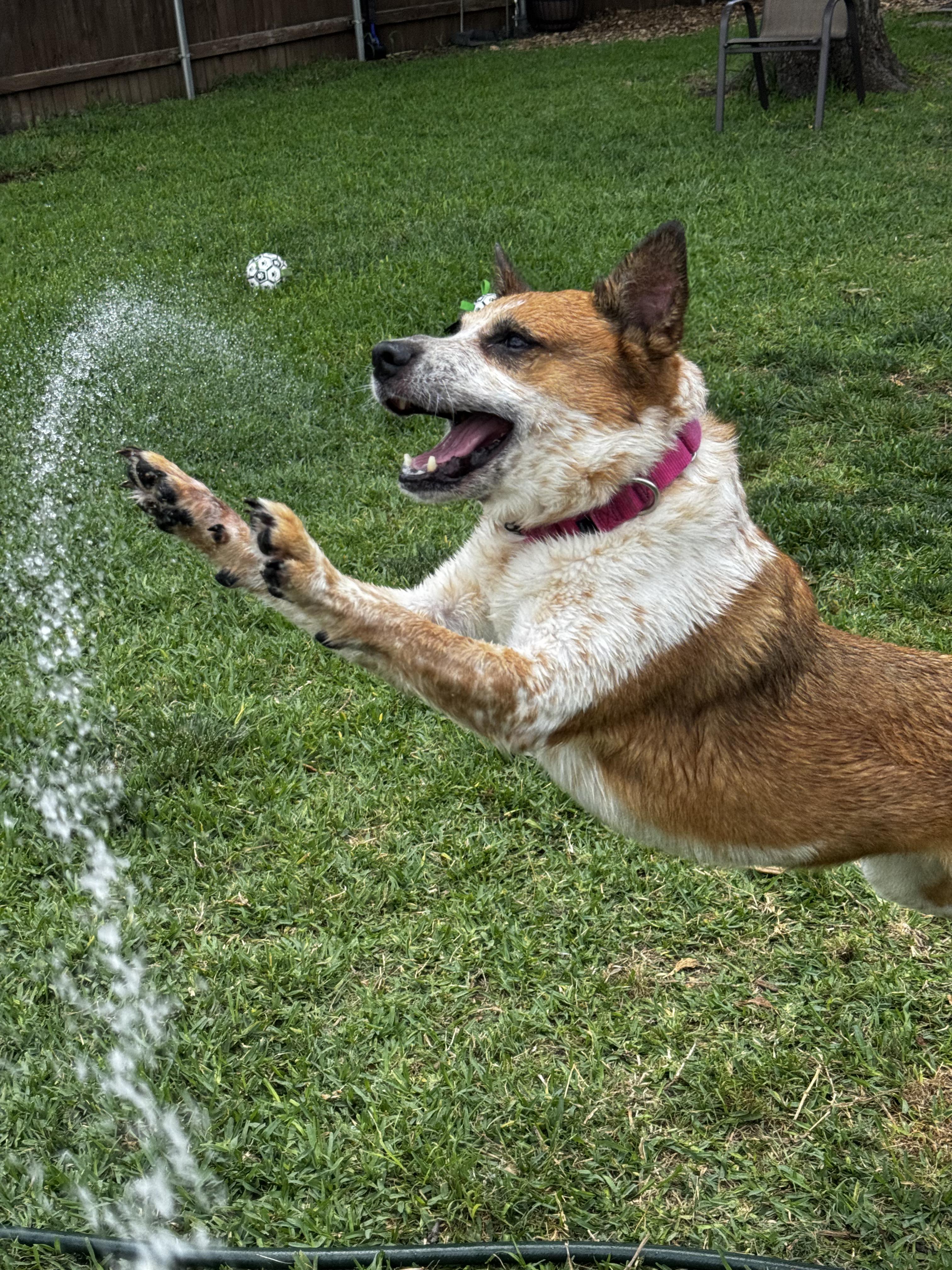 Enlarge Kipper, a Adoptable mixed breed in Athens, TX image 5/6